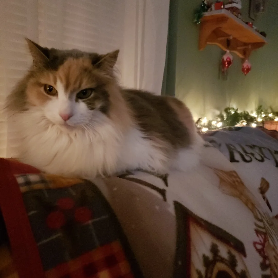 Wishing You a Purr-fectly Merry Catmas