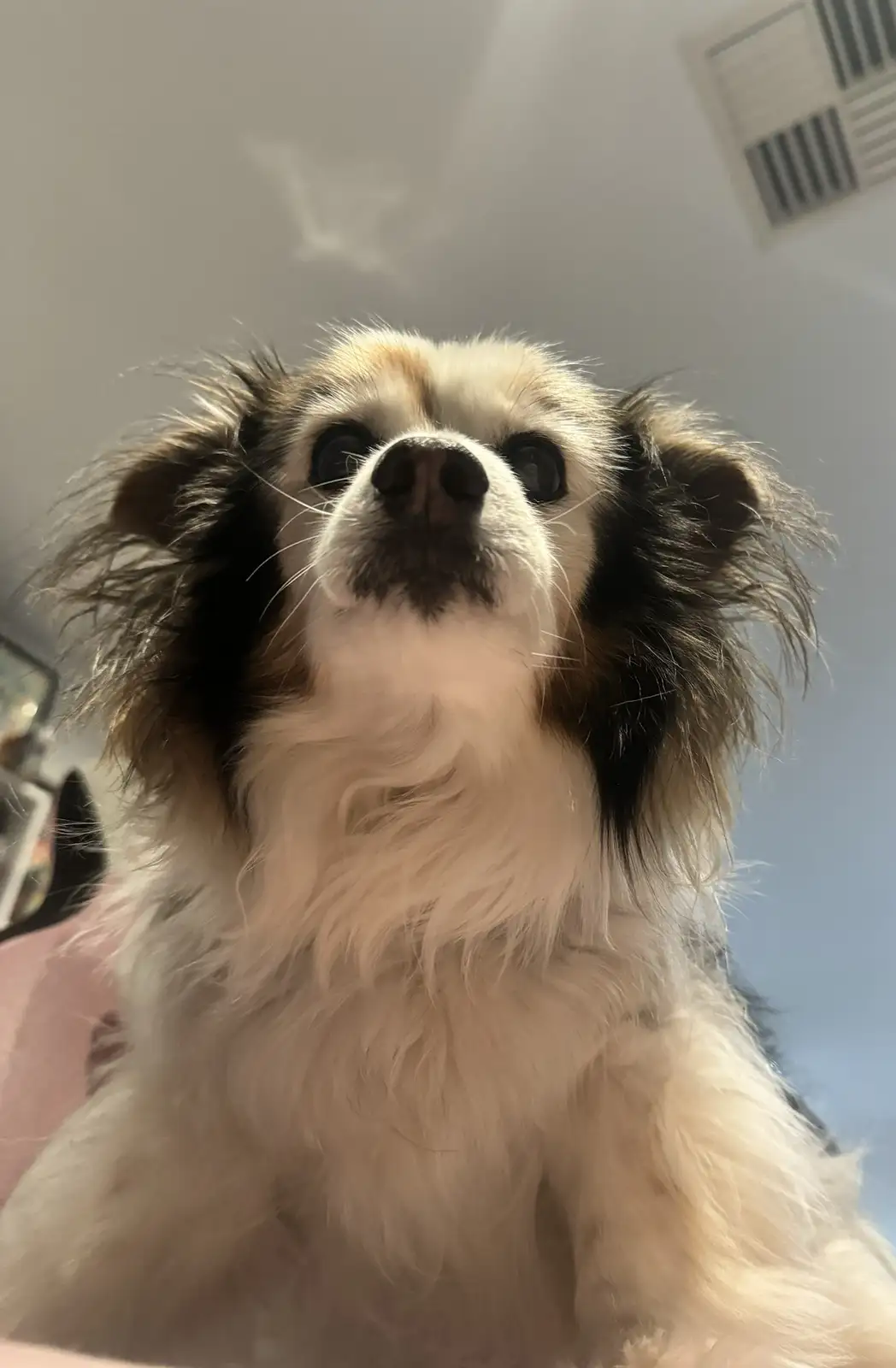 A close-up photo of a small, fluffy dog with white, black, and tan fur looking upward with wide, innocent eyes. The dog has…