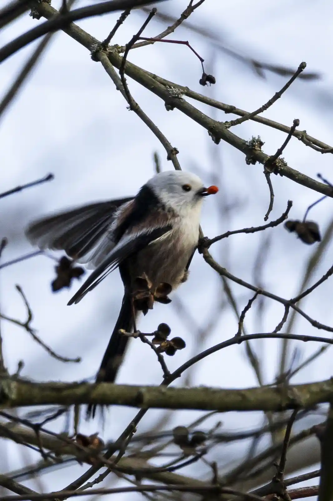 A small bird with white head, black wings, and brown body perches on a bare branch holding a red berry in its beak, with…