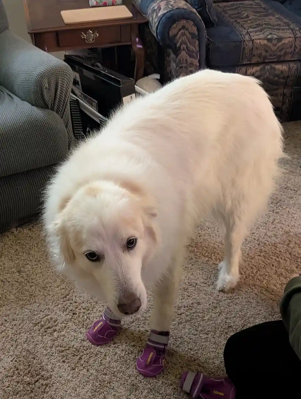 A fluffy white dog stands on a beige carpet in a living room, wearing purple protective booties on its front paws, looking…