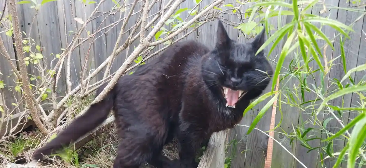 A black cat is outdoors in a garden, standing on a wooden fence post with its mouth wide open, showing teeth and tongue…