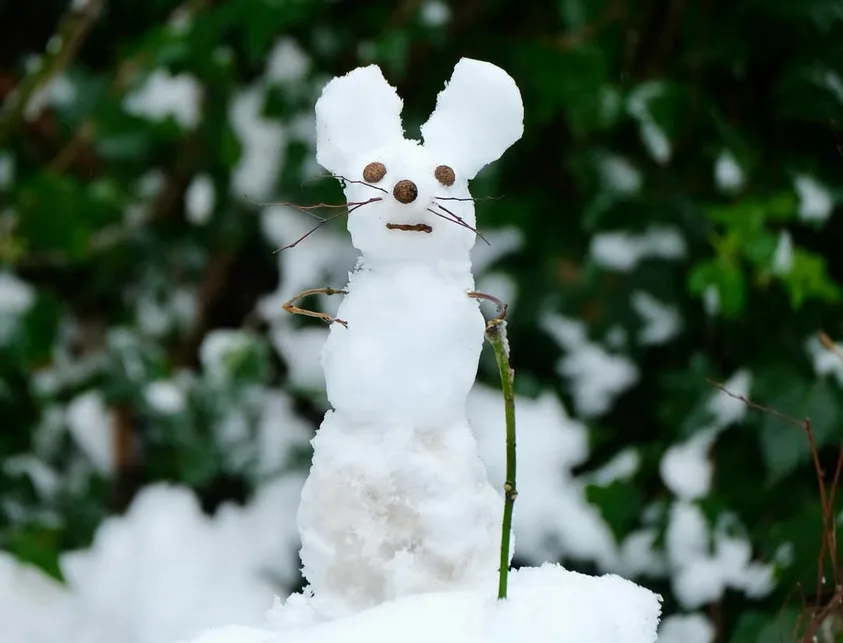 A snow sculpture shaped like a rabbit with large ears, twig whiskers, and twig arms, standing in snow with green foliage in…