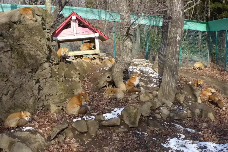 Multiple red foxes are lounging, sleeping, or resting in a naturalistic enclosure with rocks, trees, and patches of snow…
