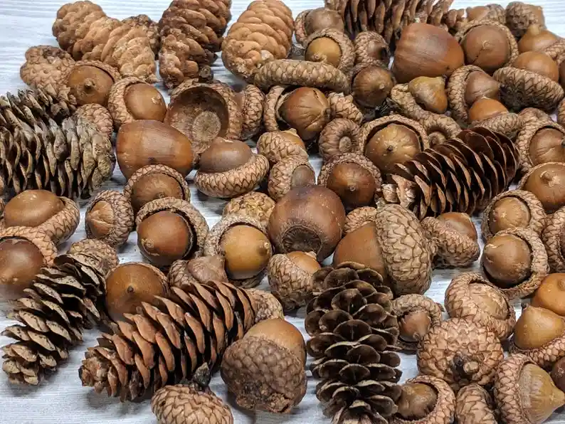A close-up photo shows a large pile of dried pinecones and acorns scattered across a light-colored surface. The pinecones…