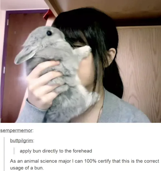 A person holds a gray rabbit in front of their face, obscuring it, so the rabbit's head appears to be a bun on their…
