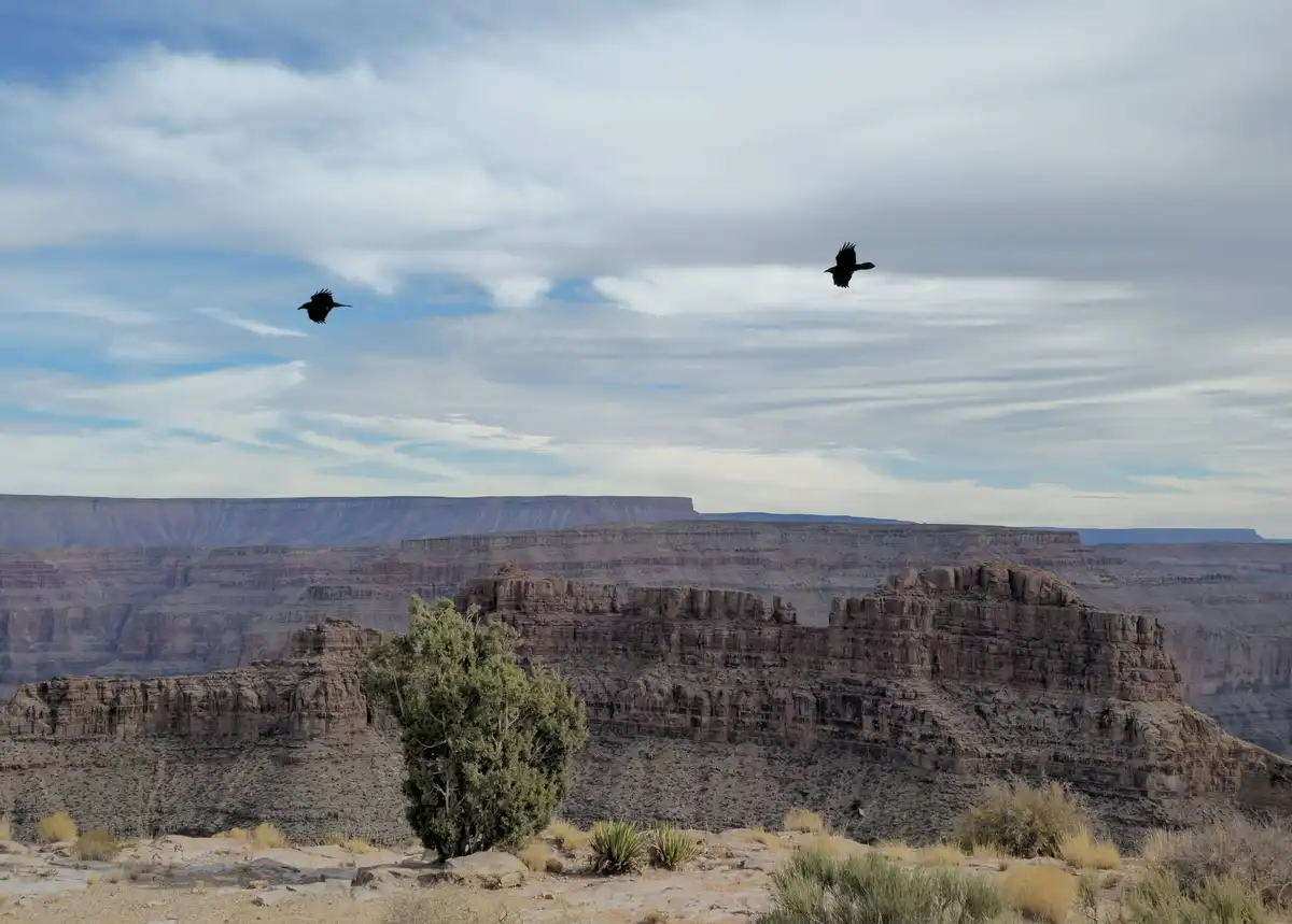 Two black crows are flying in the sky above a vast, layered canyon with reddish-brown rock formations and sparse desert…