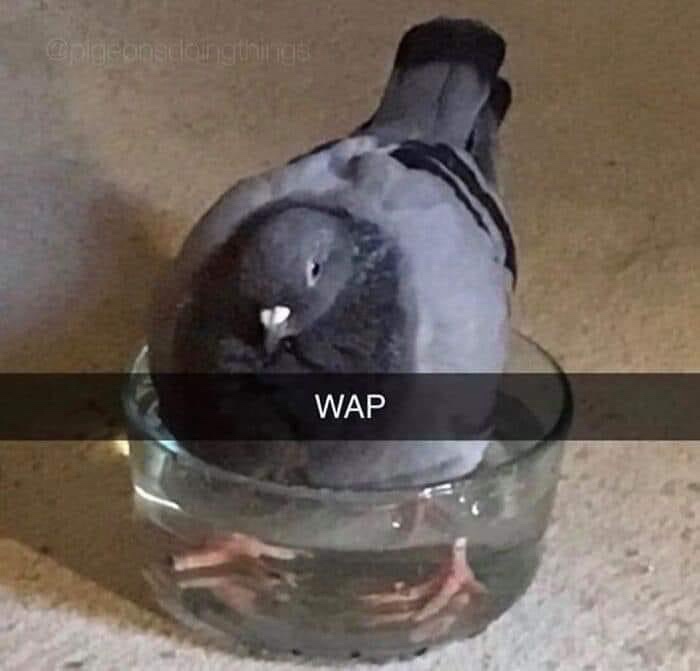 A pigeon is sitting inside a clear glass bowl filled with water, its body submerged up to its chest, with its head and neck…