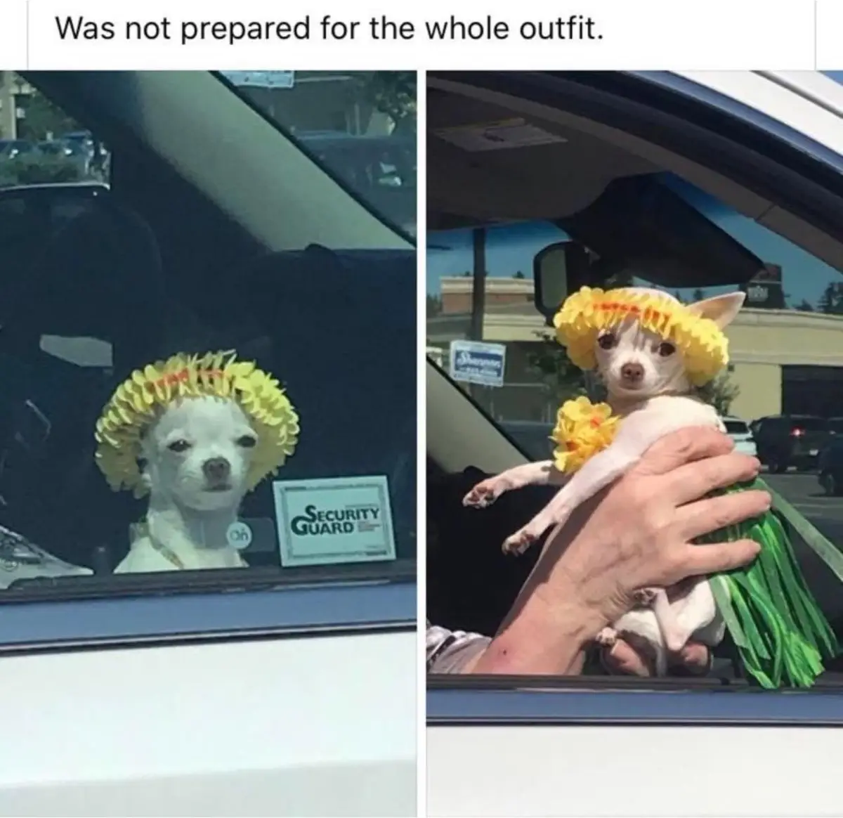 A split image shows a small white chihuahua in a car. In the left panel, the dog wears a yellow flowered headband and a…