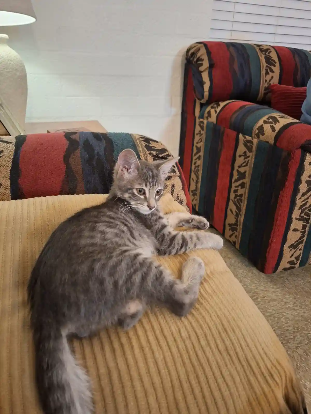 A gray tabby kitten lounges on a yellow corduroy couch, looking directly at the camera with a relaxed but slightly…