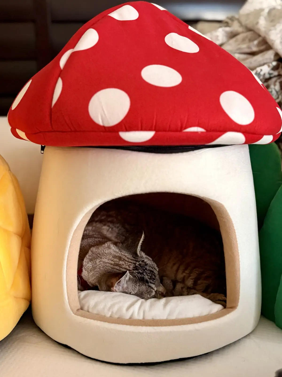 A gray tabby cat is curled up and sleeping inside a plush, red-and-white polka-dotted mushroom-shaped pet bed. The cat is…