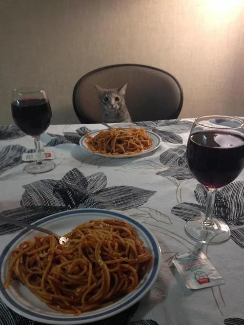 Today's Adorable Cat Moment Just for You!