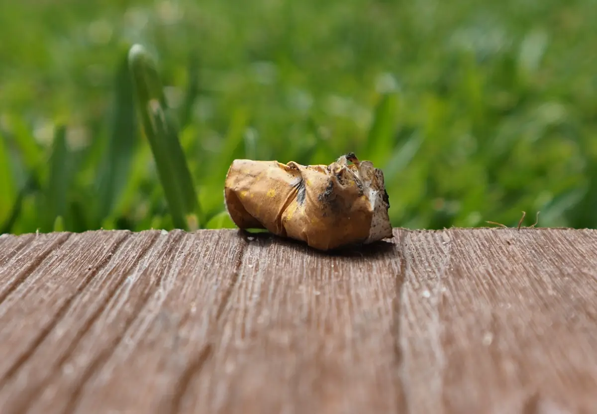 A close-up photo shows a single, partially smoked cigarette butt resting on a weathered wooden surface, with a blurred green…