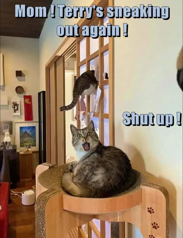 A tabby cat sits on a wooden cat tree with a shocked, yelling expression, while another cat is visible climbing out a…