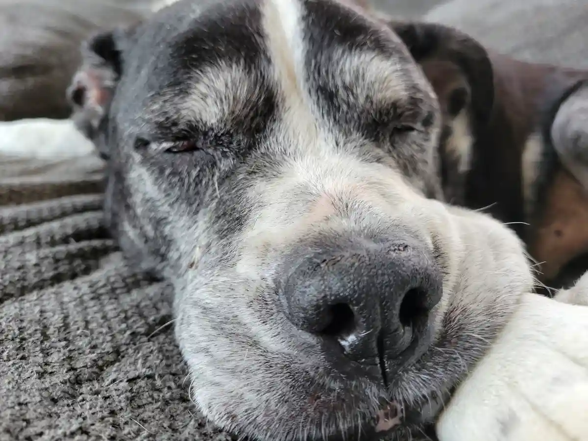 Meet the Adorable Selfie Dog!