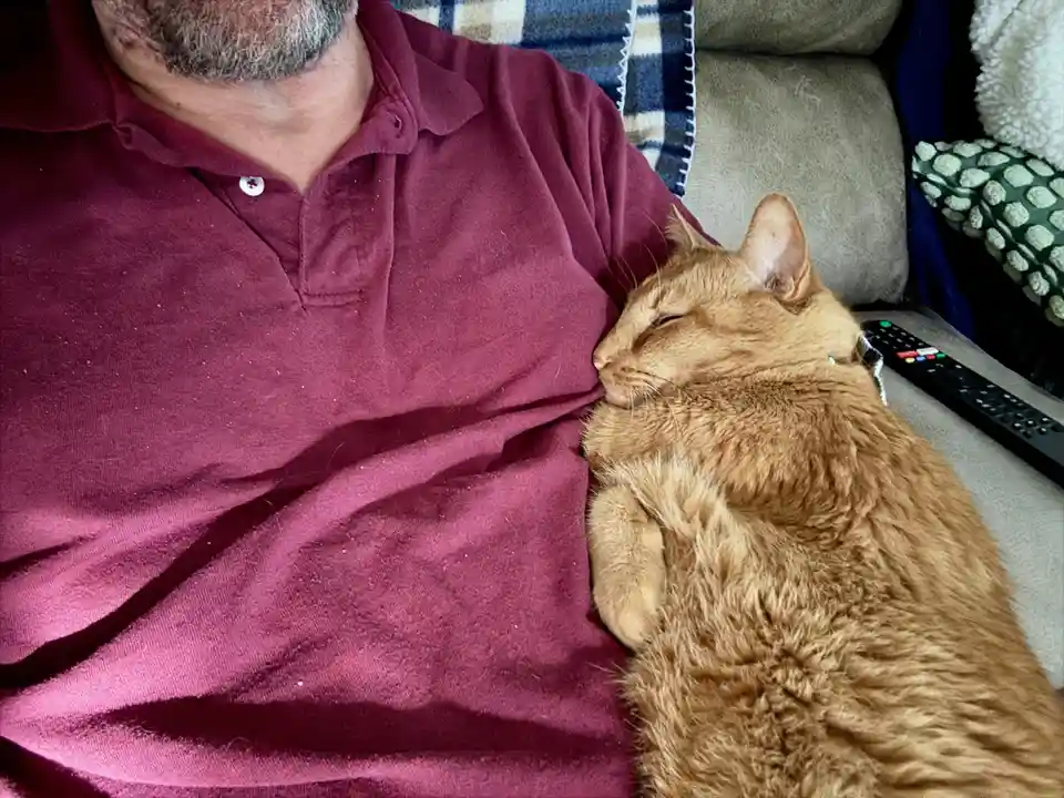 The Overwhelmed Cat: Stress Levels at Maximum