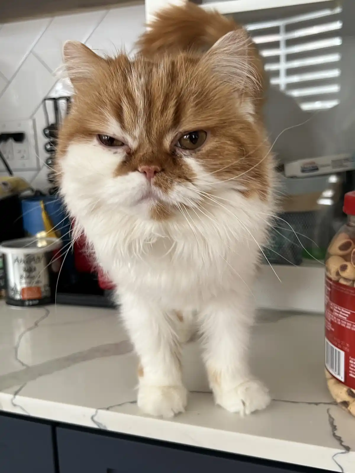 A fluffy, orange-and-white cat with a distinctly grumpy expression stands on a kitchen counter, its eyes narrowed and mouth…