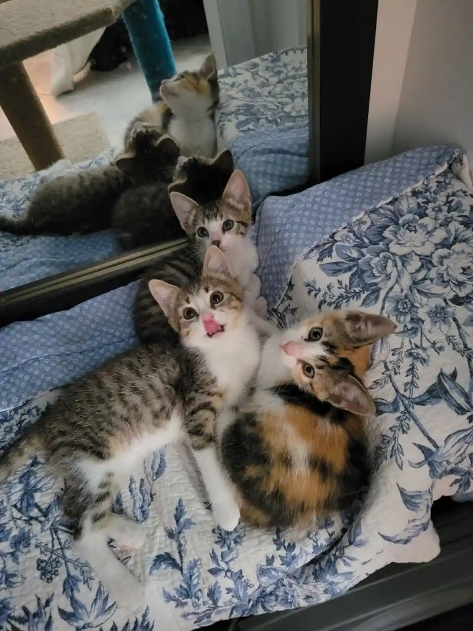 Foster Kittens Noel, Holly, and Jinglebell: Bringing Light and Joy to My Days