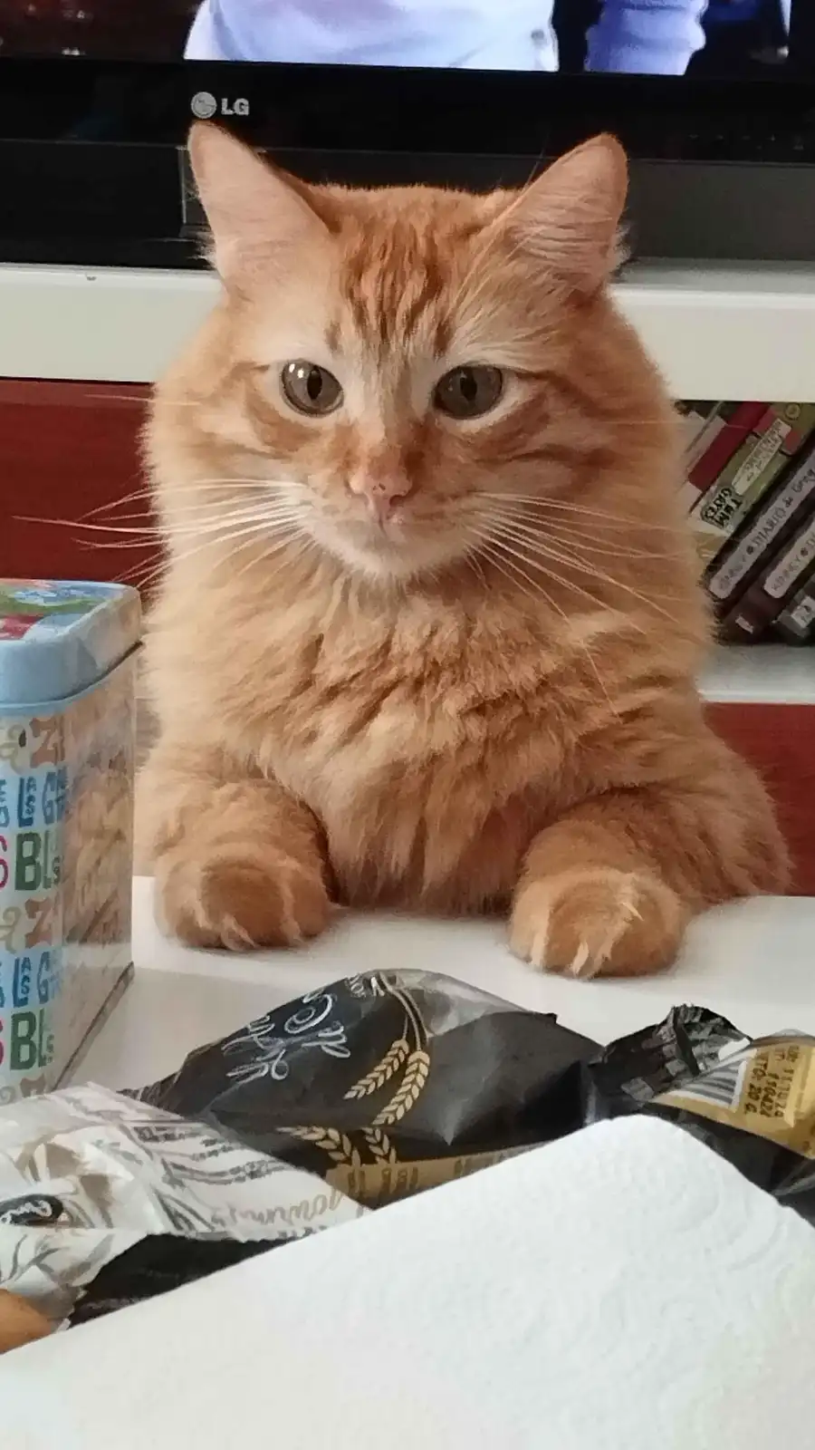 A fluffy orange tabby cat sits upright on a white surface, looking directly at the camera with a slightly unimpressed or…