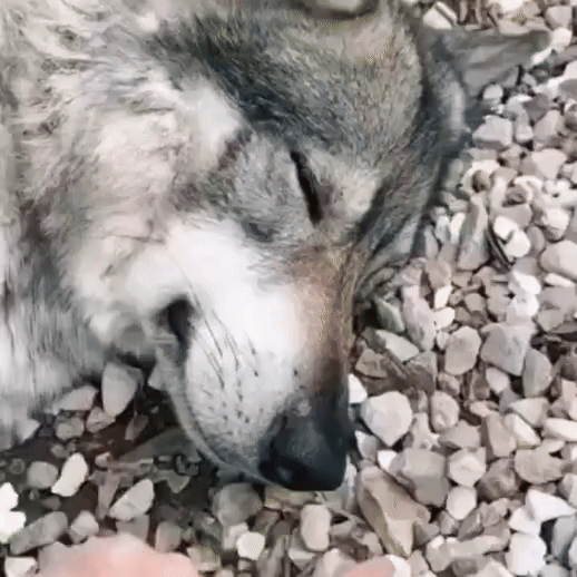A collage of six images shows a gray wolf lying on gravel, appearing asleep or resting with its eyes closed. In three of the…