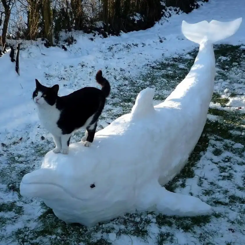 A Cat Riding a Snow Dolphin: The Ultimate Winter Cuteness