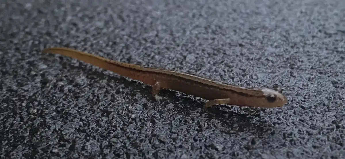 A small brown salamander with a dark stripe along its back is crawling on a dark, textured asphalt surface. The image has…