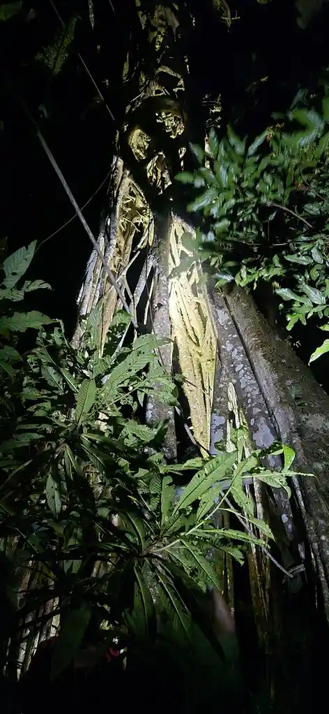 A nighttime photo of a tree trunk in a jungle, illuminated by a flashlight, with moss and vines covering its surface. The…