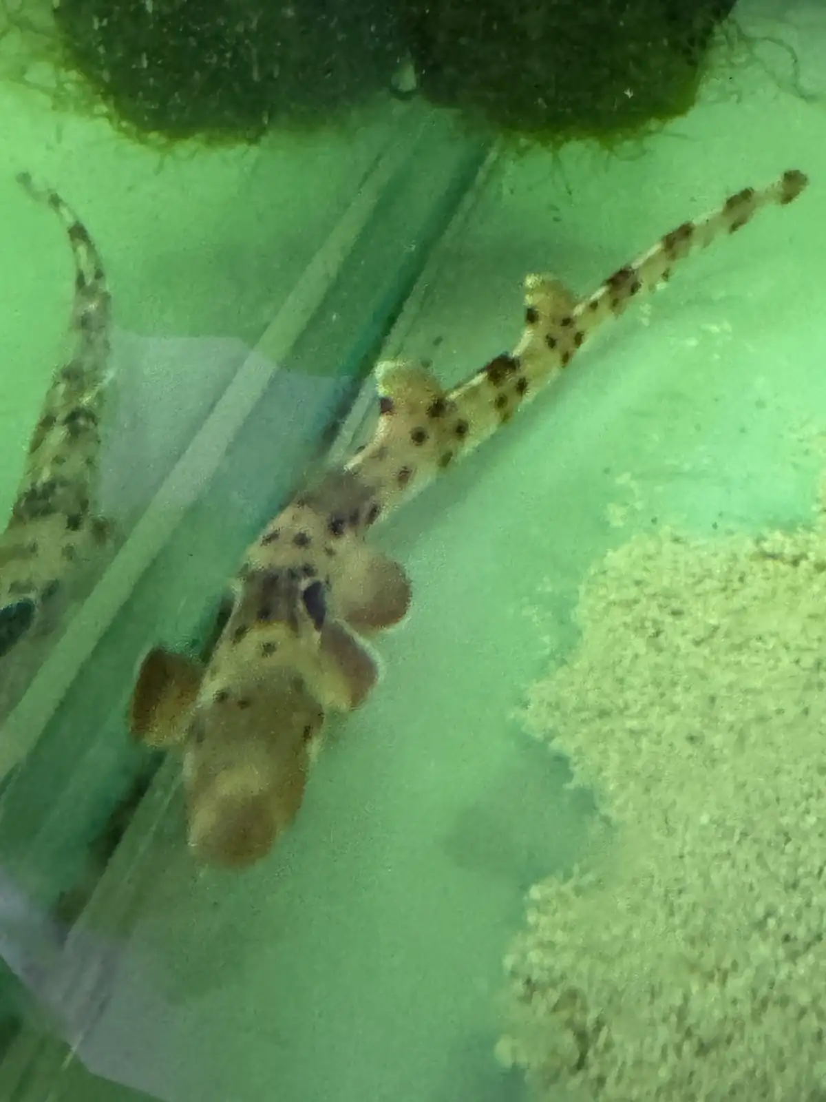 A small, spotted shark-like fish swims in greenish water inside an aquarium, with algae and gravel visible in the…