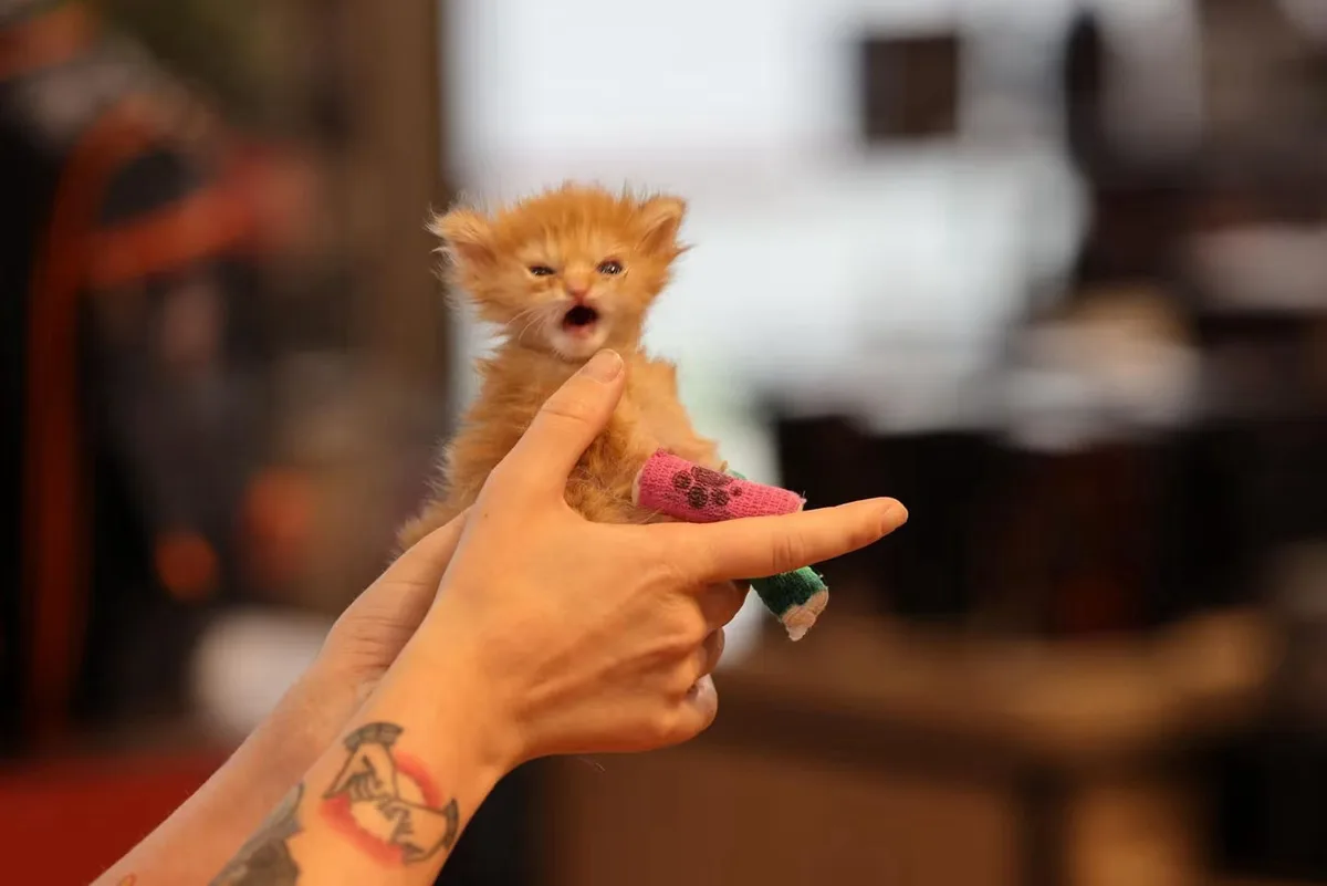 A tiny orange kitten with wide eyes and an open mouth is being held by a person's hand, which has a tattoo on the wrist. The…