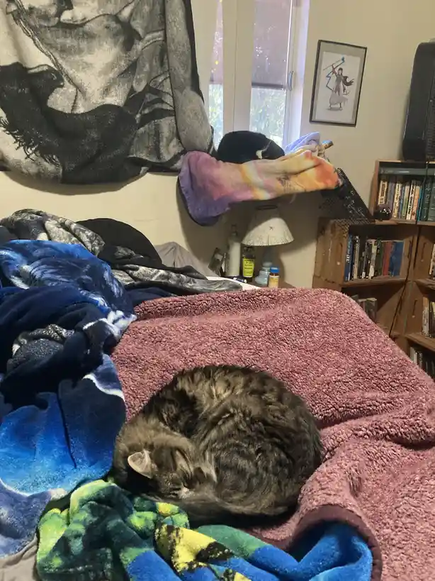 A fluffy tabby cat is curled up and sleeping soundly on a pile of colorful blankets on a bed. In the background, another…