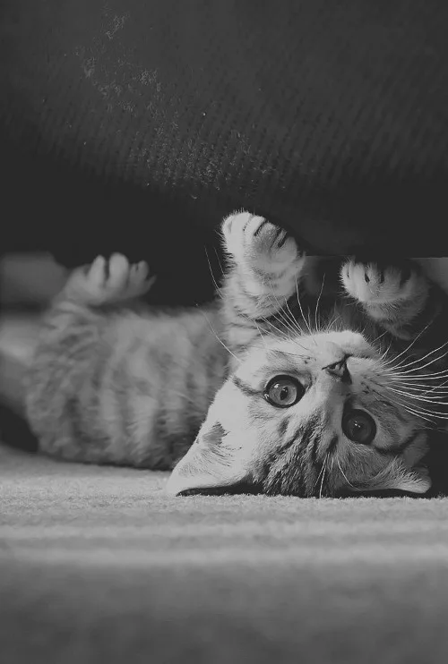 Meet Today's Adorable Cat Star
