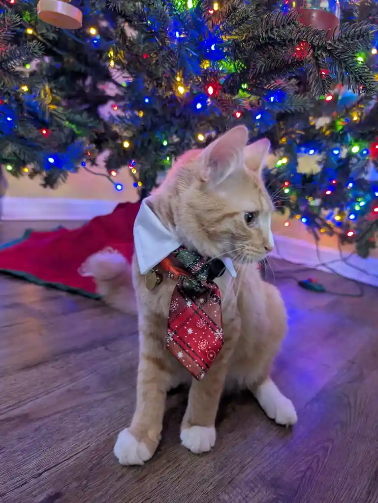 Celebrating Our Holiday Fur Babies