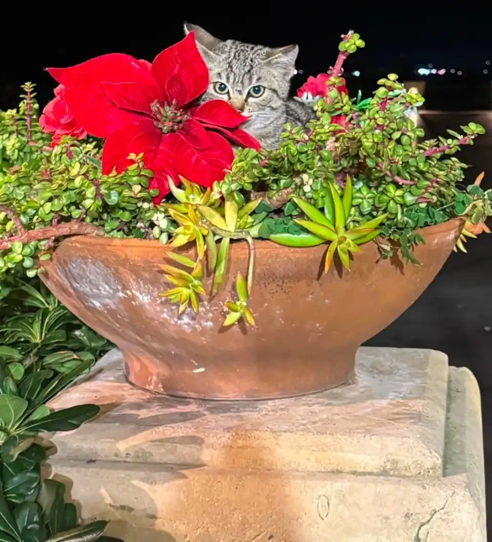 Is This the Start of a Happy New Year?