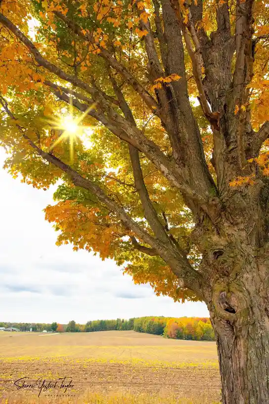 A large, gnarled tree with autumnal yellow and green leaves stands in a field, with the sun shining brightly through its…