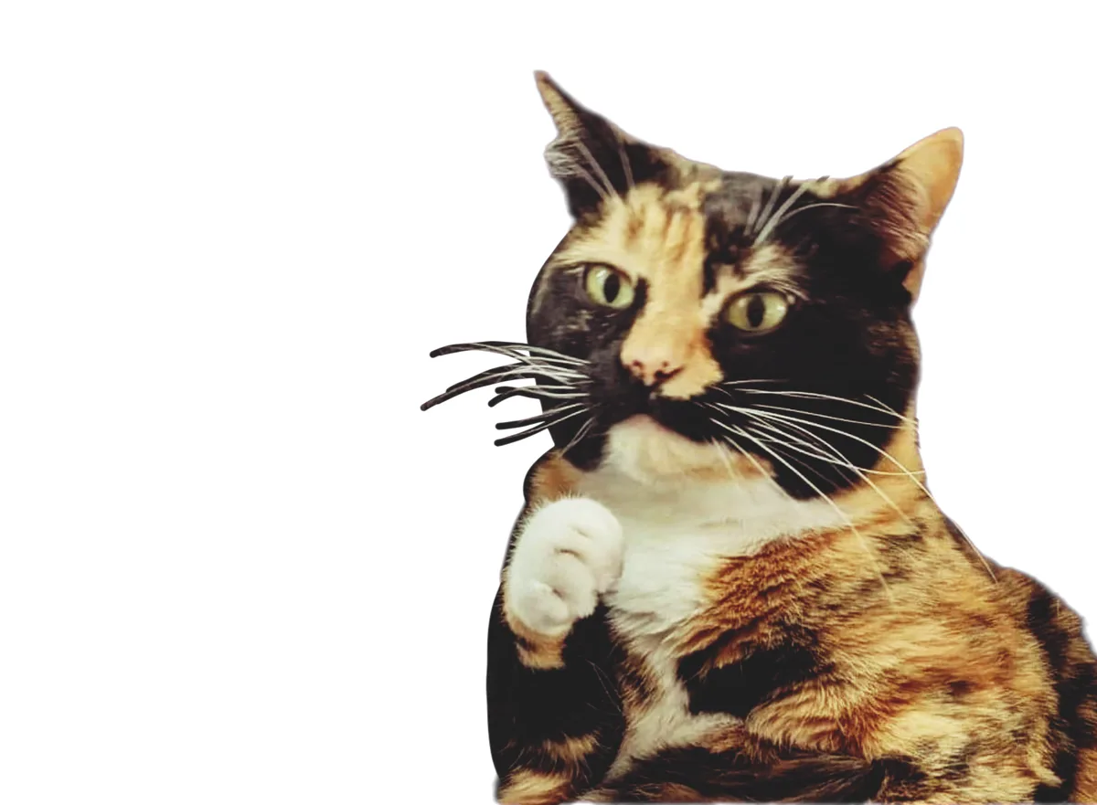 A calico cat with green eyes and a white chest is shown against a black background, raising its right paw as if gesturing…