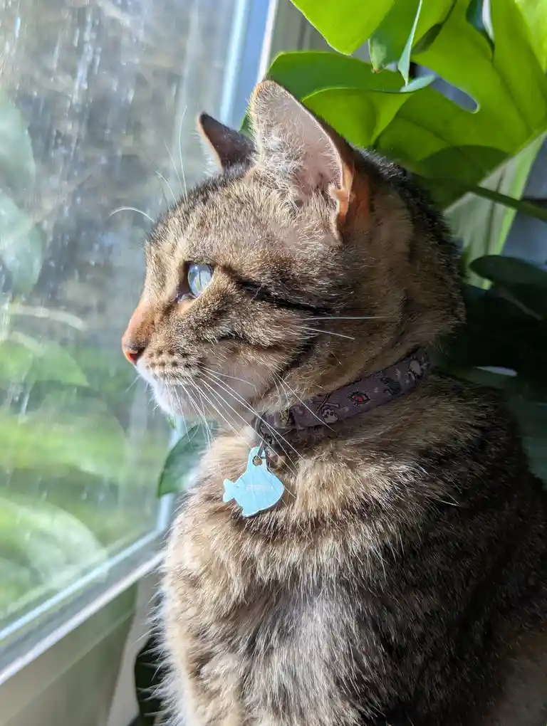 A tabby cat with blue eyes sits by a window, looking out with one eye partially closed, wearing a purple collar with a…