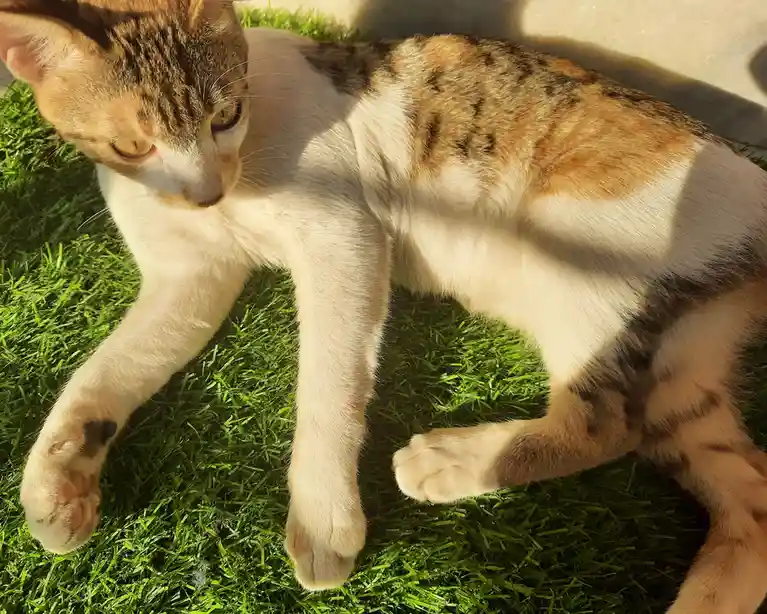 A calico cat with white, orange, and brown fur is lying on its side on bright green grass, basking in sunlight with…