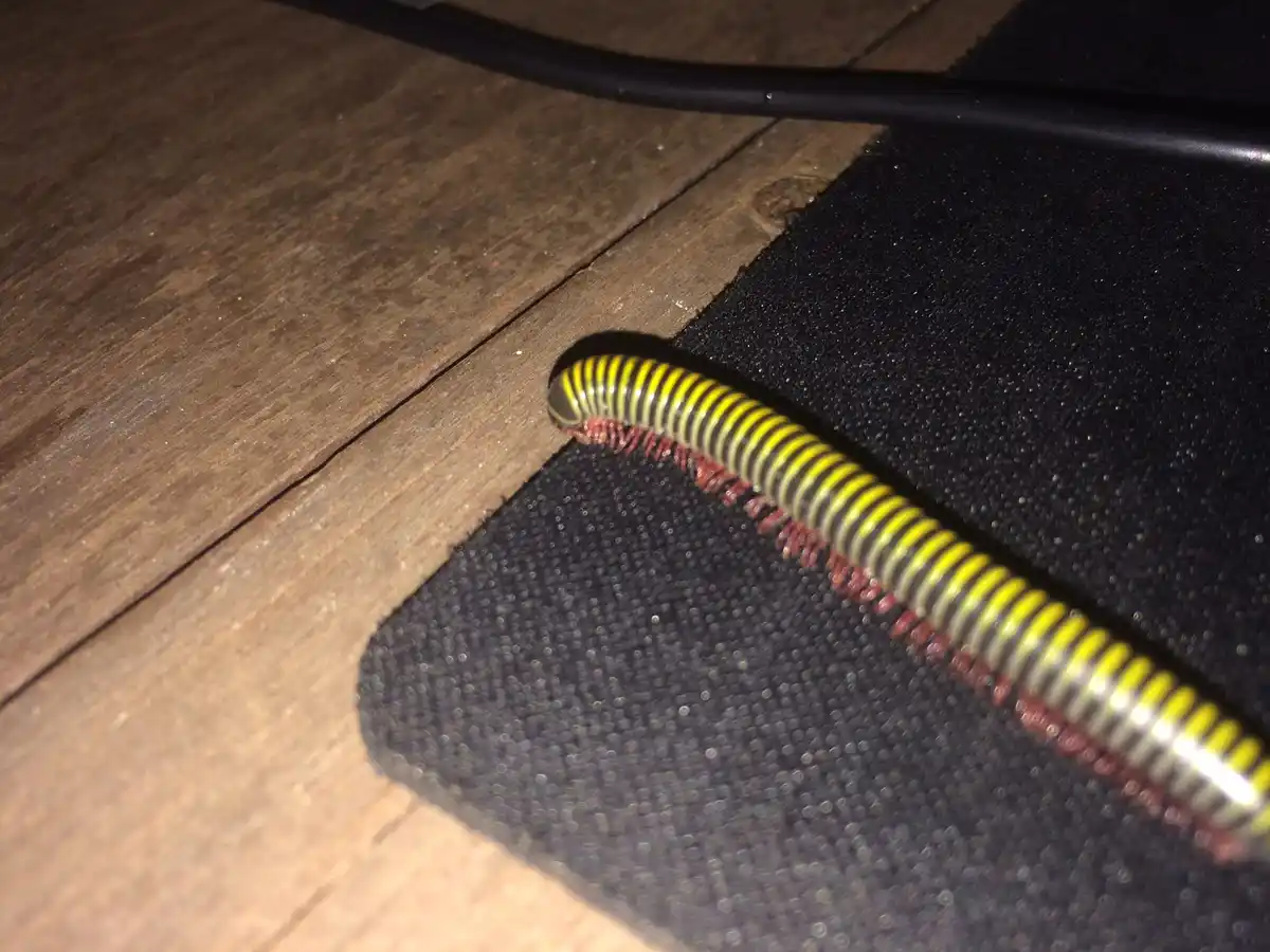 A close-up photo shows a yellow and black striped millipede crawling along the edge where a dark textured rug meets a wooden…