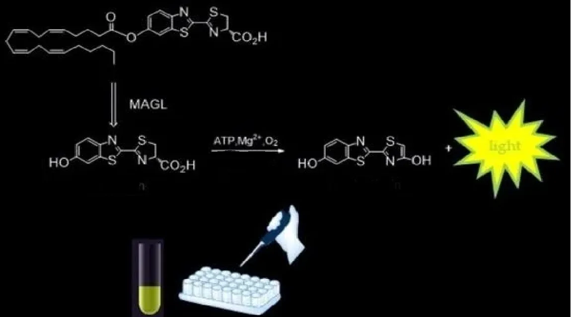 A scientific diagram showing a biochemical reaction pathway with molecular structures and reagents like MAGL and ATP, Mg²⁺…