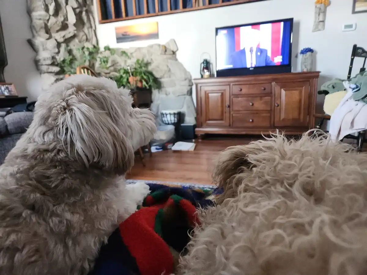 Two fluffy, light-colored dogs are sitting on a colorful rug in a cozy living room, intently watching a television screen…