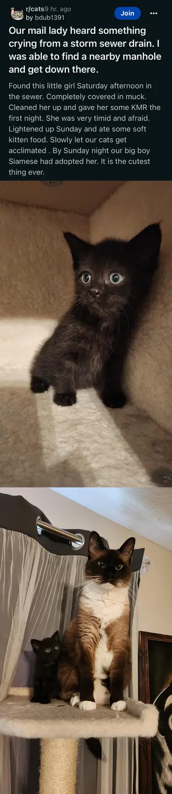 The image shows two photos: the top one features a small, black kitten with wide, startled eyes sitting on a carpeted…