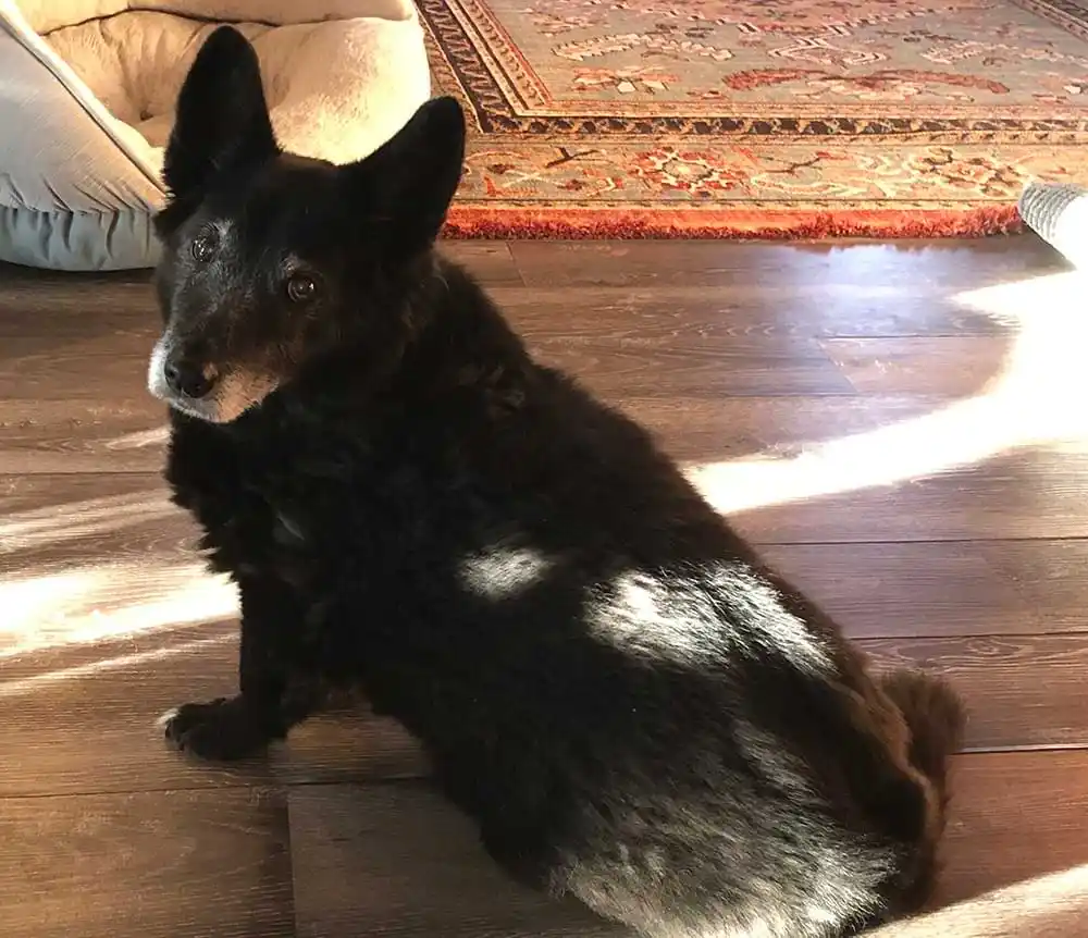 A black dog with tan markings sits on a wooden floor, looking slightly to the side with a calm, unbothered expression…