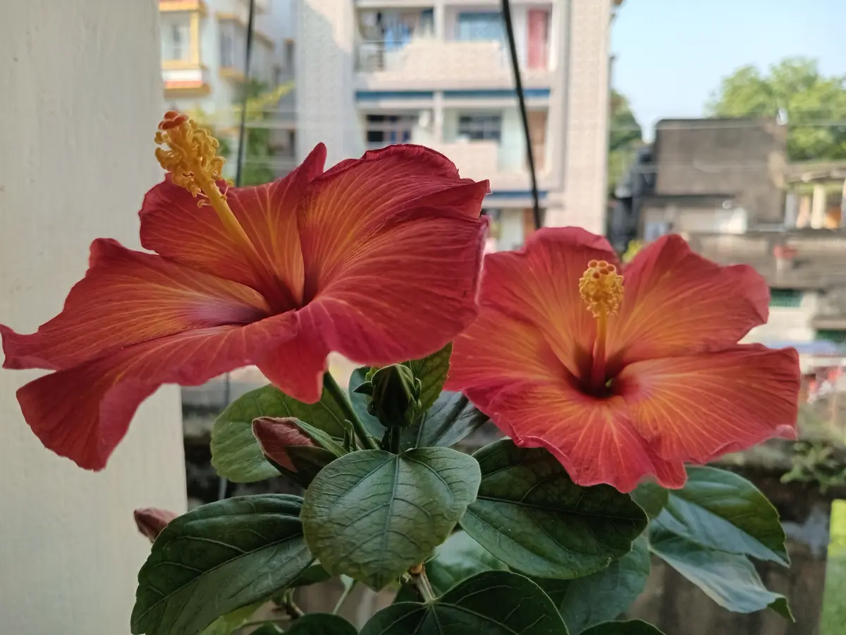 Today's stunning bloom is here!