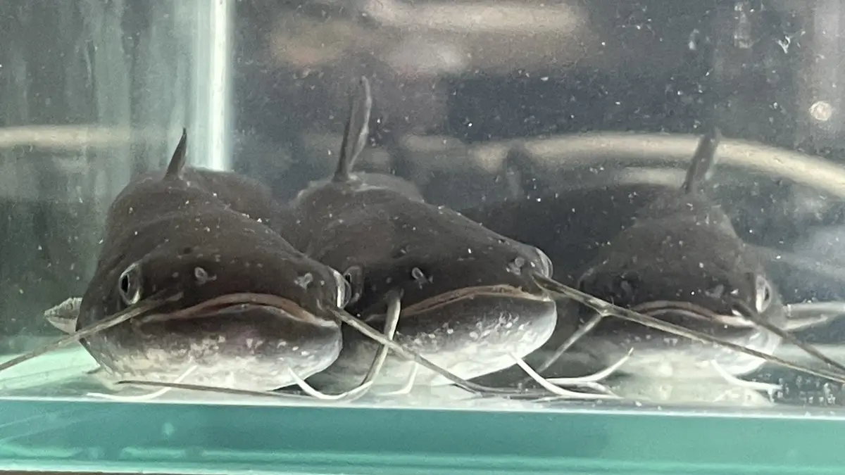 Three catfish are lined up in a tank, staring directly at the camera with their whiskers visible. The image has text…