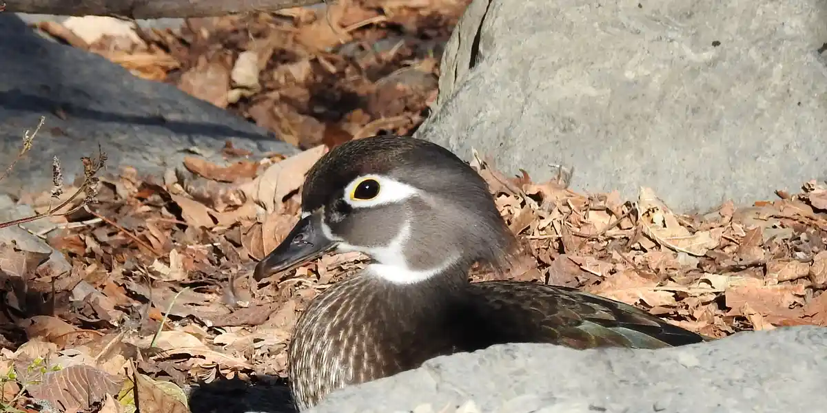 A close-up photo of a female wood duck with brown and white feathers, a distinctive white ring around its eye, and a dark…