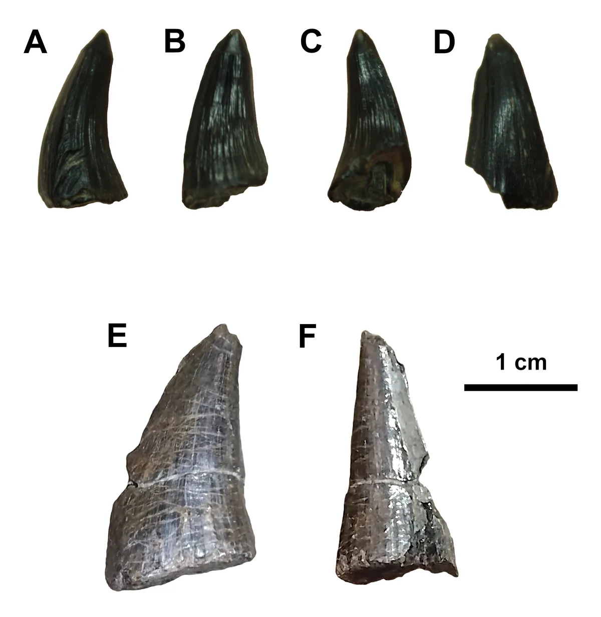 Exciting Discovery: Mosasaur Teeth Unearthed in the Canadian Arctic