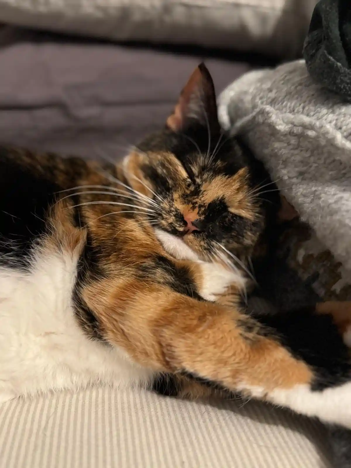A calico cat with black, orange, and white fur is curled up and sleeping soundly on a striped couch, partially covered by a…
