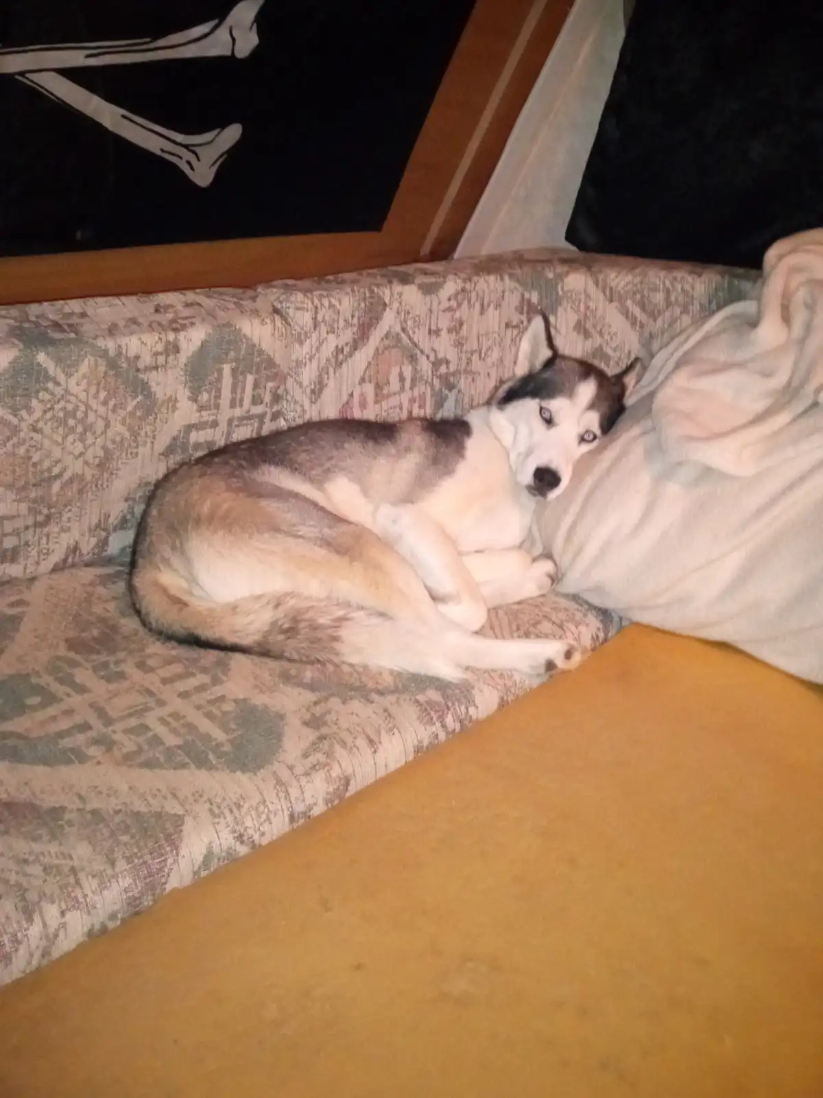 Athena: From Adorable Puppy to Majestic Dog