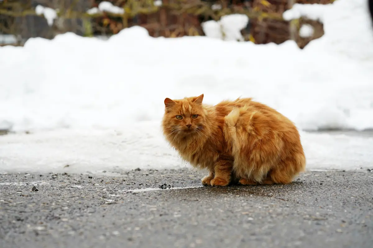 Meet the Charming Orange Cat