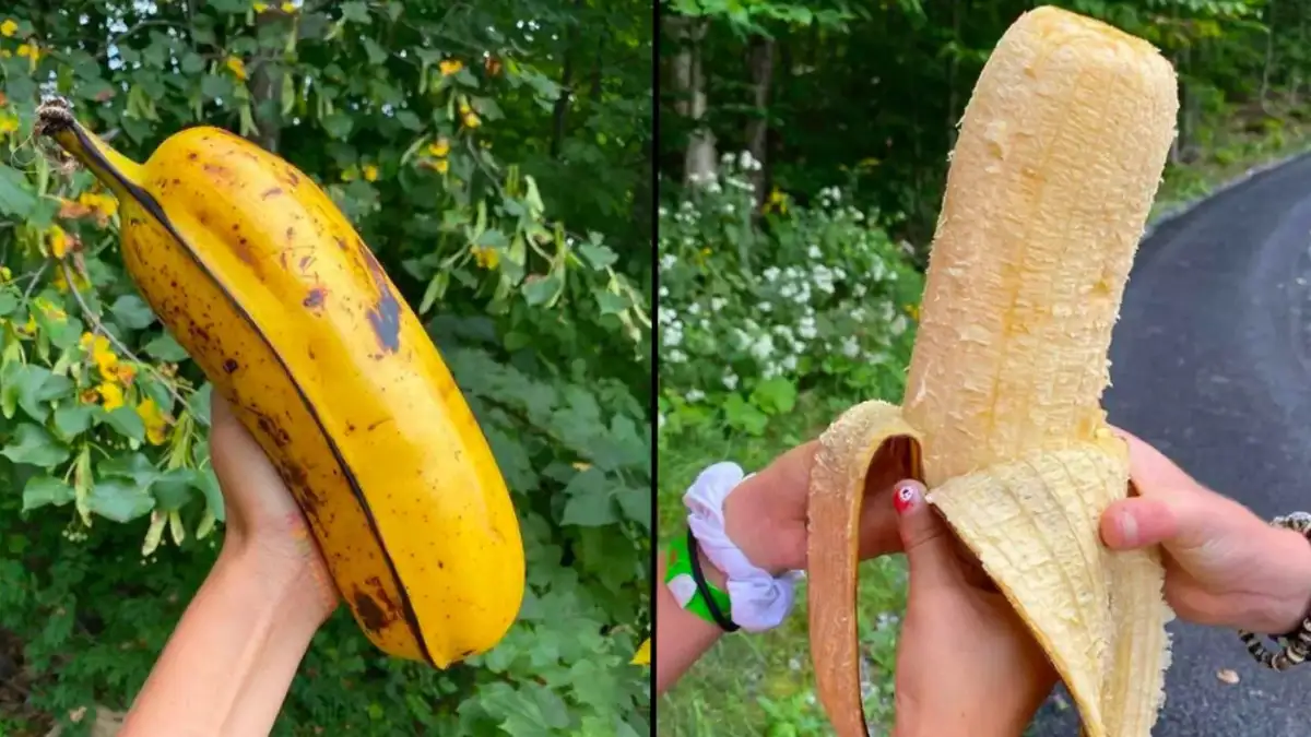 A split image shows a hand holding a ripe, spotted banana outdoors on the left, and on the right, the same hand holding the…