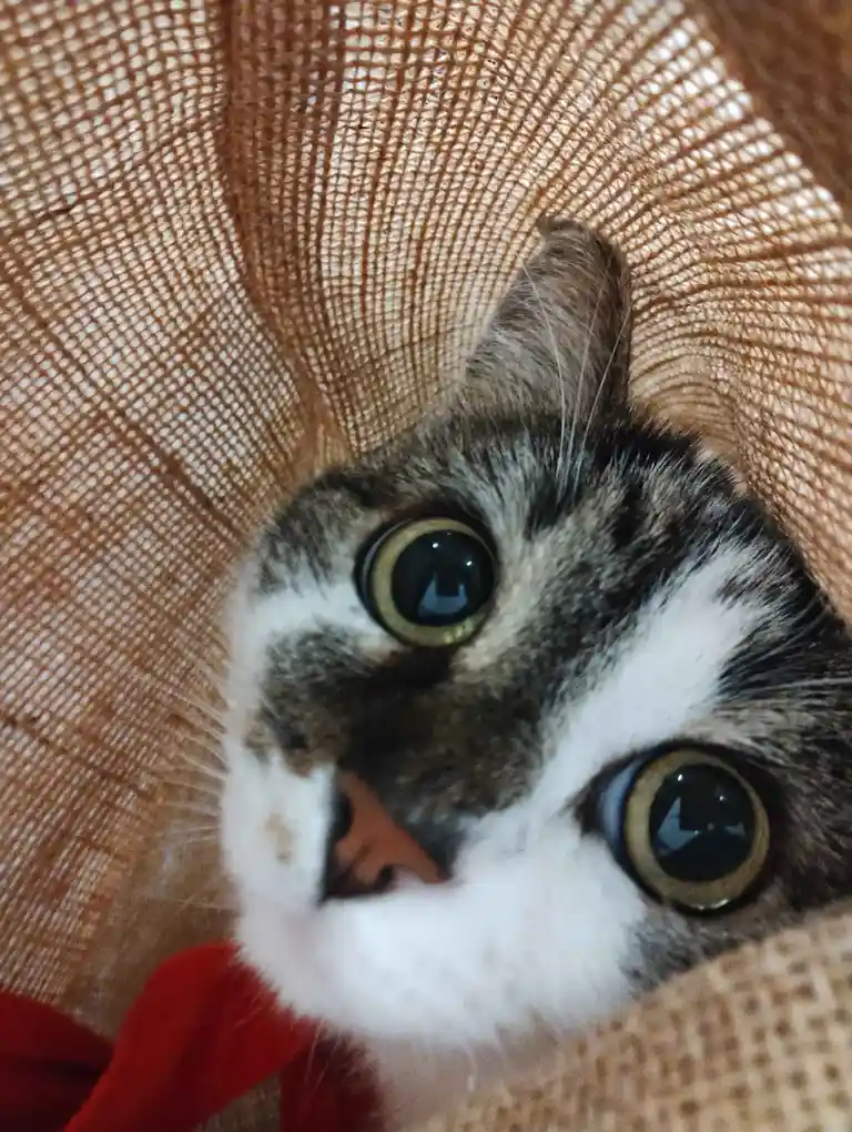 A close-up of a tabby and white cat with wide, startled-looking eyes peeking out from under a brown woven blanket, with a…